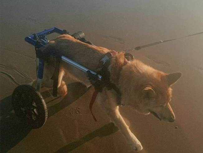 Old Dog Vestibular Syndrome.